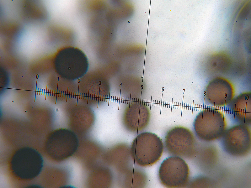 Lamproderma ovoideumechinulatum ?